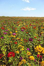 《使命召唤：现代战争3》将于下周开启免费试玩周末